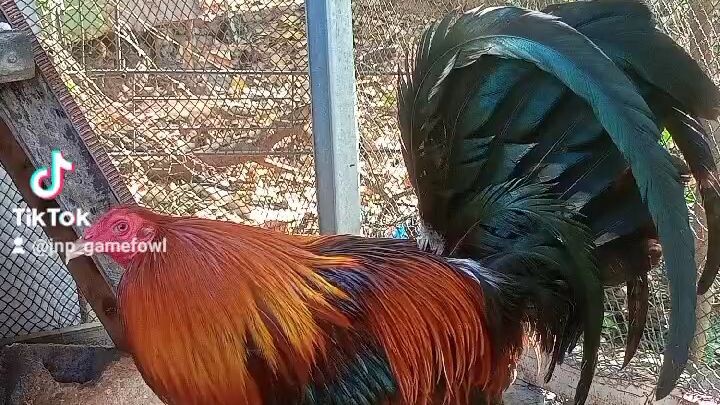 Wala lang flex ko lang mga binakol line