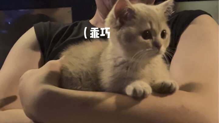 小猫体验一百种职业 今天是陪酒小猫(刺激