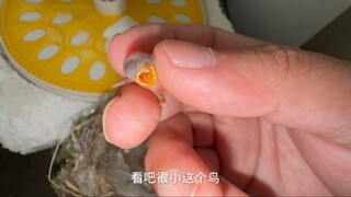 This bird is really tiny; I'm afraid it'll melt if I hold it in my hand.