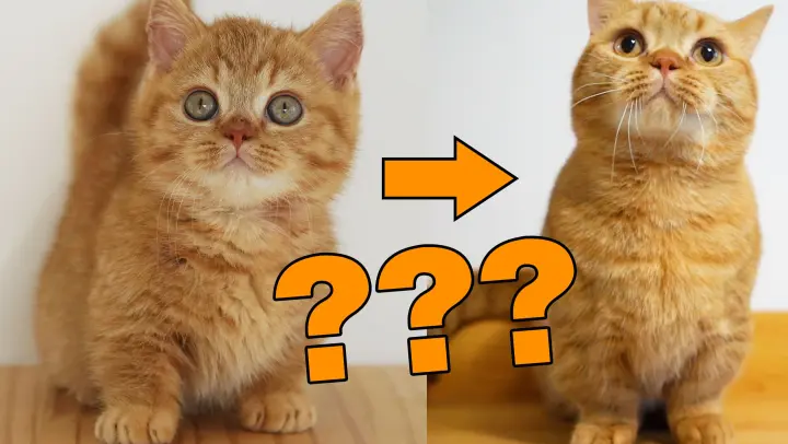 Filming For One Year: Why All Orange Cats Will Become Piggy?