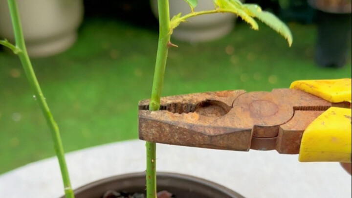 A new method to promote the growth of rose shoots