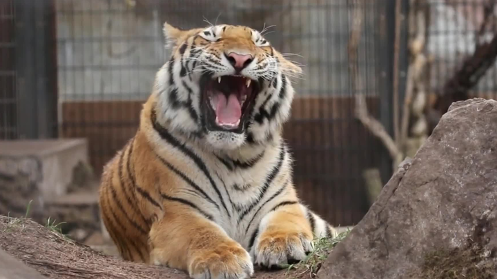 Hổ Đông Bắc oai phong cũng có lúc đáng yêu ngốc nghếch