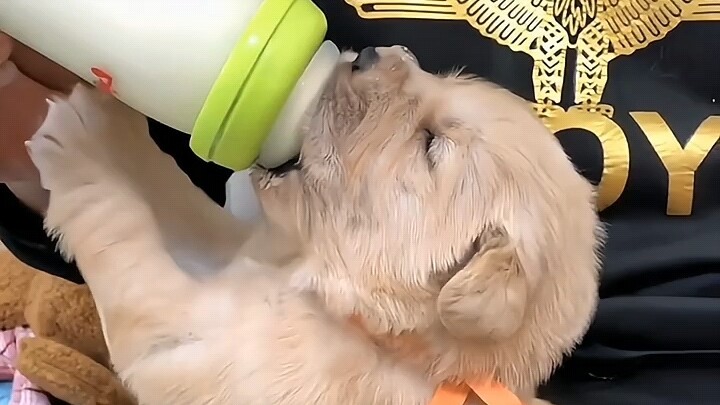 Immersive cat-milk-drinking viewing!!!
