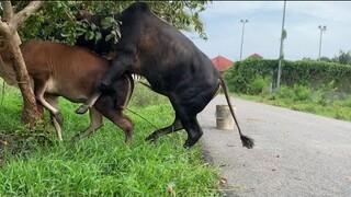 Cow mating success