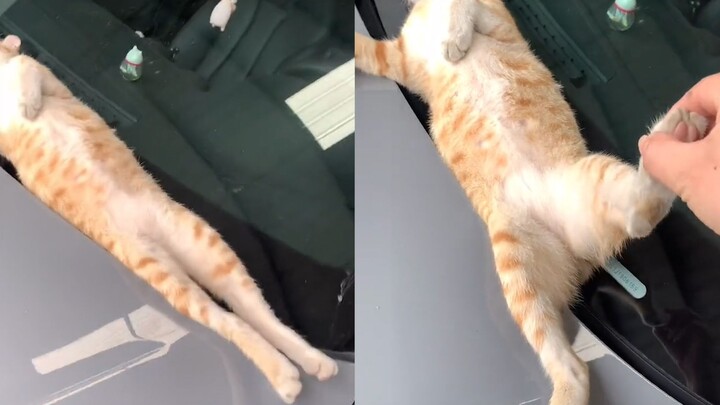 流浪猫在汽车上睡得昏天暗地，车主拽腿数次都叫不醒，睡姿亮了