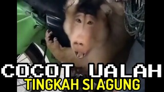 TINGKAH SI AGUNG | CHOCHOT UALAH 54