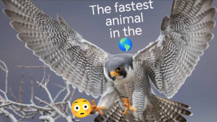 The fastest animal on🌎#documentary #music #backgroundmusic#trending
