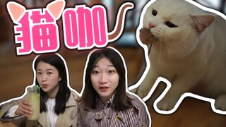 Kafe kucing memang tempat yang tepat untuk memeluk kucing! Rasanya sangat menyenangkan bisa bebas me