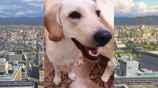 CUTE PET #น่ารัก&ตลก #5555+