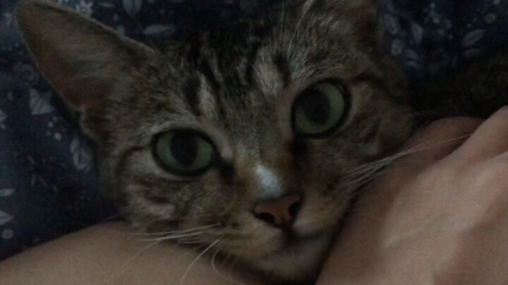 That scrappy cat! The one that sticks to you and won’t leave is it, and the one that won’t even let 