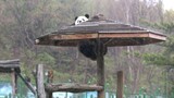 Hewan|Sijia si Panda Besar