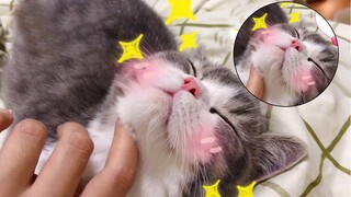 [Satwa] Vlog Bu Ta Si Kucing : kamu tidak datang untuk mengelusku?