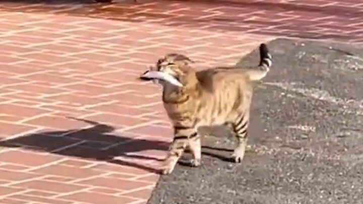 "Wuling Cat Makes a Living by Fishing—Record of the Peach Blossom Spring"