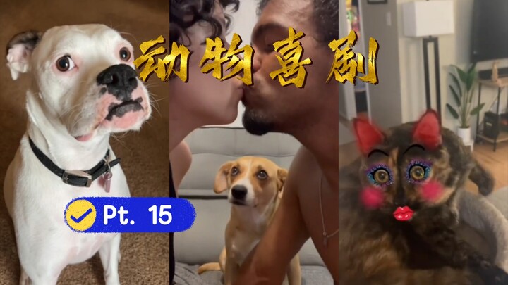 🐶 Animal Comedy Pt. 15 | Mimi Gets Picked Up and Sounds Like a Pig! 🐧