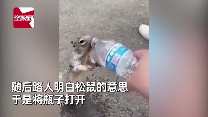 Thirsty as can be, this little squirrel stops passersby and reaches out its paw for water—and melts 
