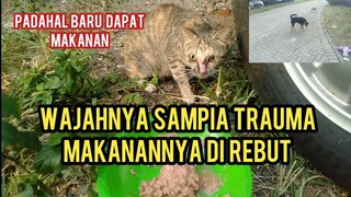 Astagfirullah Kucing Liar Ini Karena Lapar Sampai Rebutan Makanan Sama Anjing Endingnya Sedih Banget