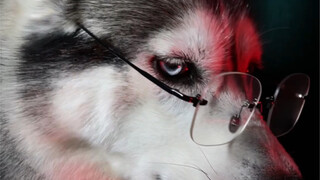 我家哈士奇在外跟在家的两种状态