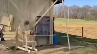 Basketball Enthusiast