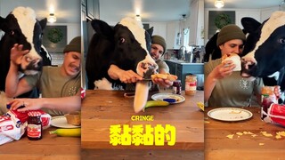 我知道牛牛很可爱，但是我看得很不适😰