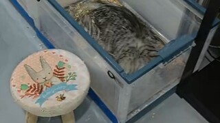 天啦噜，老鼠给猫当三陪