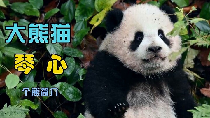 มันแอบหนีออกไปเล่นกลางแจ้งตอนกลางวัน แล้วค่ำคืนก็กลับบ้านมาหาแม่กินนม จนได้รับการพิจารณาเป็นกรณีพิเศ