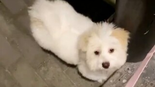 "Anjing: Bagaimana aku bisa memiliki hal sepenting otakku?"