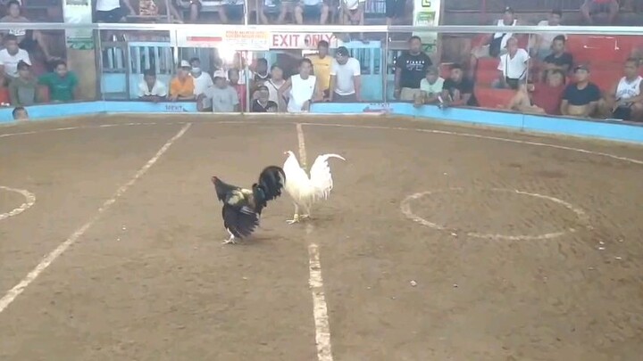 wpc 3 stags elems LWW using toliz white over lemon,