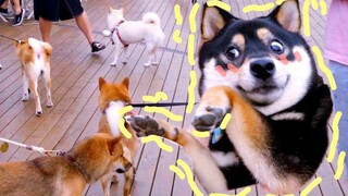 Black Shiba Was Scared Into Emoji At The Party Of 50 Shiba Inus