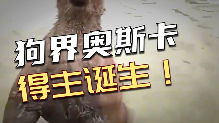 หมาพวกนี้ยังช่วยได้ไหม?