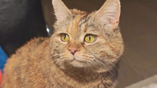 麻麻，我今晚只吃了一顿饭啊！