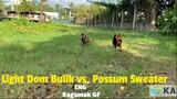 Light Dom Bulik vs. Possum Sweater