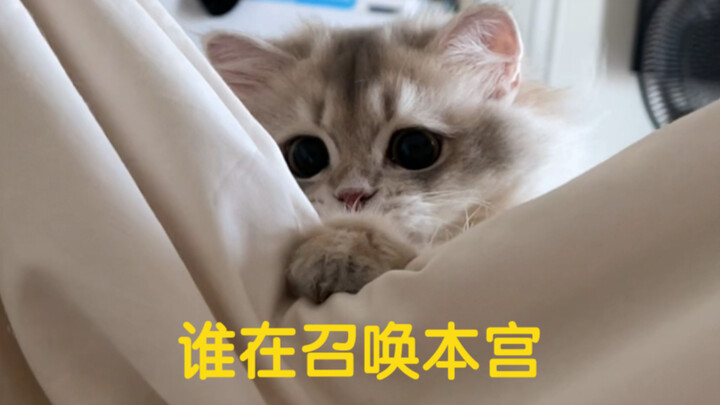 Cat-summoning technique—have you mastered it yet?