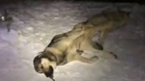 [Pecinta Anjing] Anjing dan serigala liar yang tertangkap basah