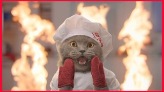 The Cat Cooking Show 2.