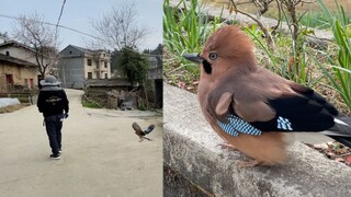 小鸟记仇，袭击路人