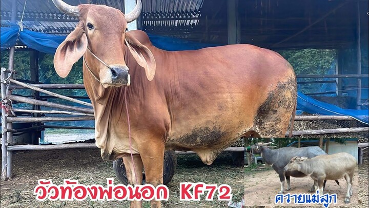 ด่วนเลยครับ‼️ถูกกว่าที่คิด อยากย้ายบ้านยกคอก ทั้งวัวท้องพ่อนอก และควายแม่ลูกซื้อ2 ได้3@สารคาม