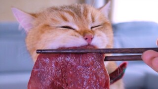 Eat a year's supply of Master Kong beef in one go!