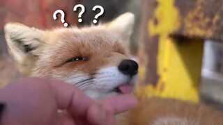 《动物迷惑行为大赏149》