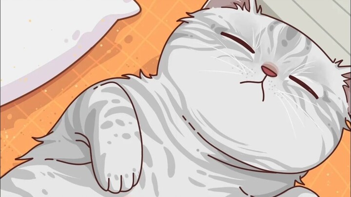 Mèo bị hói à? Đừng vội lo! Đó là rốn và nhũ hoa của nó đấy!