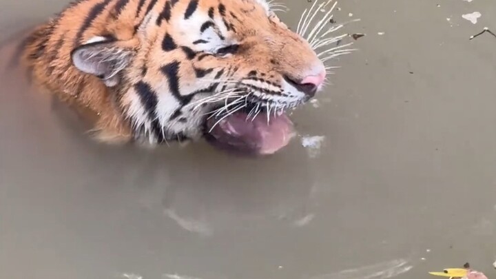 Why do zoo tigers have such clear, bright eyes?
