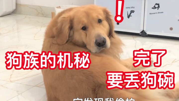 Aku tahu rahasia anjing itu. Rahasia yang diwariskan turun-temurun oleh keluarga anjing itu hilang d