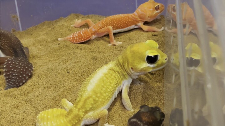 A mysterious new member is here today~