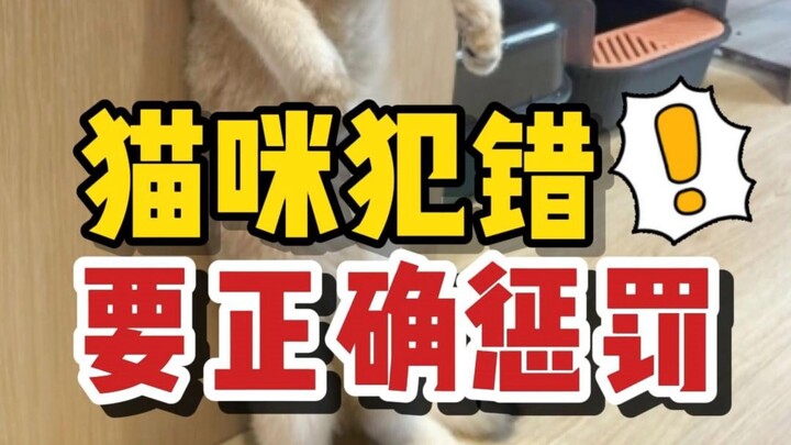 Kucing melakukan kesalahan, bagaimana hukuman yang efektif agar kucing tidak membencimu?