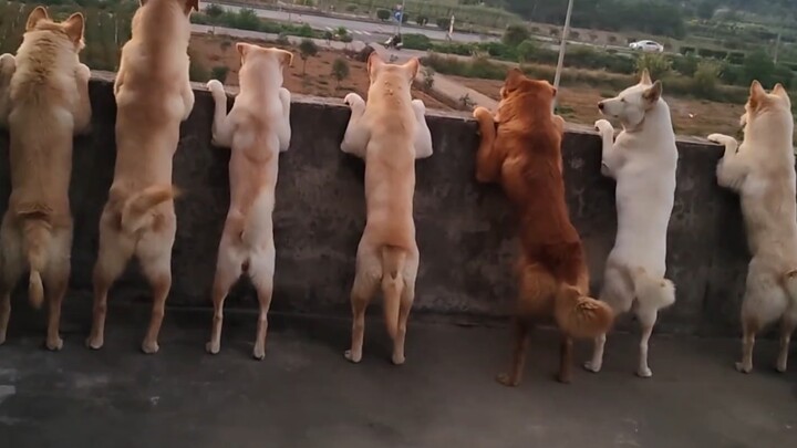 Barisan anak-anak anjing yang penuh rasa penasaran ini sangat mirip dengan saya dan teman-teman seke