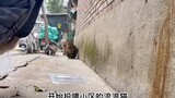 ลุงชาวญี่ปุ่นที่เป็นมะเร็งกำลังจะกลับประเทศ ก่อนออกเดินทาง เขาเขียนข้อความขอให้เพื่อนบ้านช่วยดูแลแมว