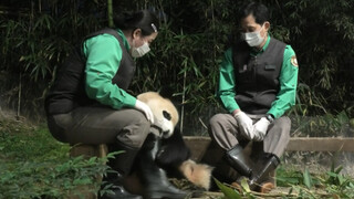 [Panda] Fu Bao Like to Hug People's Leg 211108