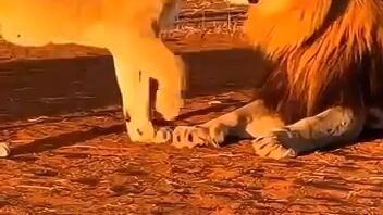 funny videos 🤣😍