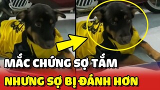 Chú chó mắc hội chứng SỢ TẮM nhưng sợ bị Sen đánh hơn 😂 | Yêu Lu