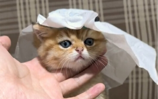 ท้าทายตัวเองให้กลายเป็นมาสค็อตฟุตบอลโลก