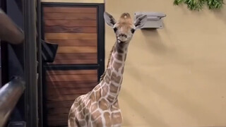 เจ้าของฟาร์มซื้อลูกกวางตัวหนึ่งมาเป็นสัตว์เลี้ยงด้วยราคาสูง แต่ไม่คาดคิดว่าเจ้าตัวน้อยจะโตขึ้นจนควบค